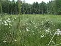Linaigrettes dans une tourbière à Hetendorf