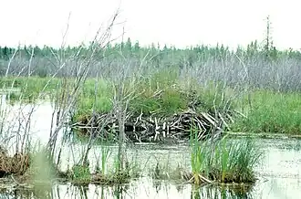 le parc national Wood Buffalo