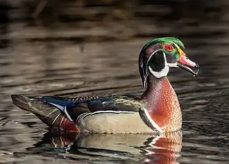 Canard branchu au The Ramble et The Lake, États-Unis. Février 2023.