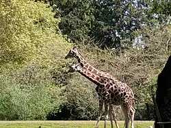 Girafes