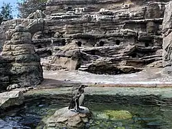 Pingouins