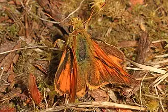 Ochlodes sylvanoides