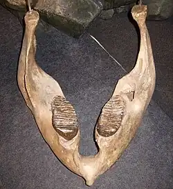 Mâchoire inférieure d'un mammouth vue de dessus et de face.