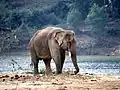 Éléphant de travail sur la berge de la rivière des Parfums.