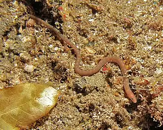 Scolecenchelys breviceps