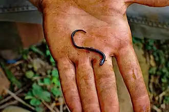 Description de l'image Worm Salamander (5702178730) (2).jpg.