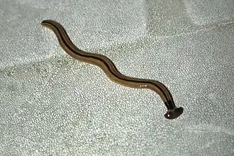 Bipalium vagum (Geoplanidae, Geoplanoidea)