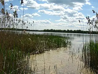 Woszczele