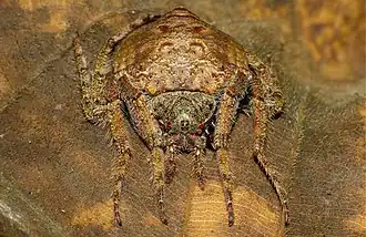 Description de l'image Wrap-around Spider (Dolophones sp.) (8728157059).jpg.