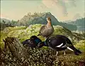 Grands Tétras noirs (1872)