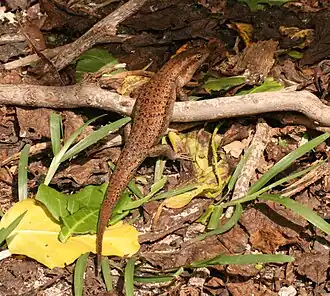 Description de l'image Wrights Skink - Mabuya wrightii.jpg.