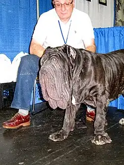 Mâtin napolitain (taille, peau lâche et plissée de la tête).