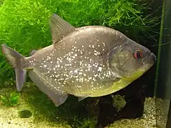 Pygocentrus piraya