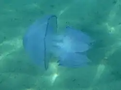 Rhizostoma octopus