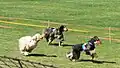 Courses de lévriers à Szombierki.