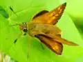 Ochlodes sylvanus  (Esper, 1778)