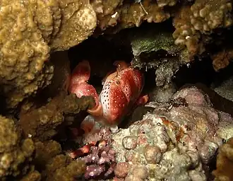 Xanthias punctatus