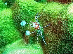 Lybia tessellata
