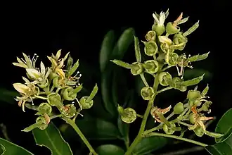 inflorescences avec des fruits verts