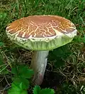 Xanthoconium separans.