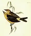 illustration de John Gould