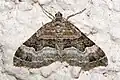 Xanthorhoe biriviata  (Borkhausen, 1794)