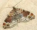 Xanthorhoe spadicearia (Denis & Schiffermüller, 1775)