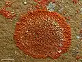 Xanthoria elegans