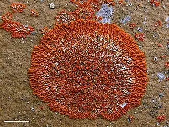 Description de l'image Xanthoria elegans 97571 wb1.jpg.