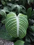 Caladium lindenii 'Magnificum'.