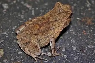 Description de l'image Xenophrys brachykolos 1.jpg.