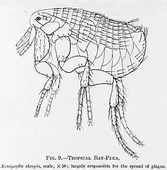 Description de l'image XenopsyllaCheopis.jpg.