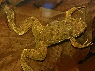 Description de l'image Xenopus fraseri03.jpg.