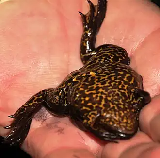 Description de l'image Xenopus gilli 15520574.jpg.