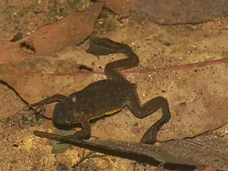 Description de l'image Xenopus longipes03.jpg.
