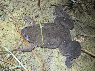 Description de l'image Xenopus muelleri 40515128.jpg.