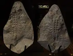 Fossiles de Xenusion (en), un lobopodien qui pourrait avoir atteint 20 cm.