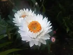 Cultivar à bractées blanches, aux jardins botaniques royaux de Kew.