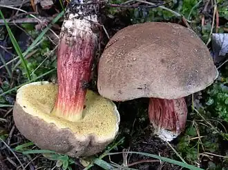 Le Bolet à chair jaune (Xerocomus chrysenteron)