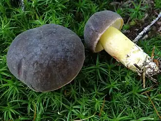 Le Bolet pruineux (Xerocomellus pruinatus)