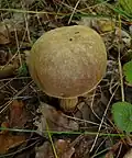 Cuticule tomenteuse(Xerocomus subtomentosus)