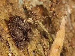 Accouplement.
