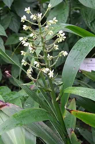Xiphidium caeruleum