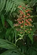 Infrutescence de Xiphidium caeruleum dans le Parc national naturel de Tayrona à 260–300 m (Pueblito Chairama, Dpt. Magdalena, Colombie)