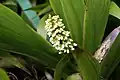 Inflorescence de Xiphidium caeruleum