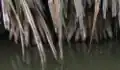Racines de Pandanus