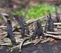 Xylaria sp. (Ascomycetes, Sphaeriales)