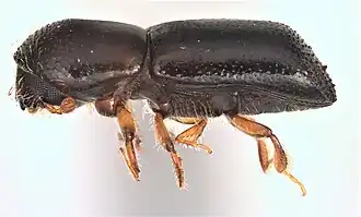 Vue latérale d'une femelle X. glabratus. Longueur 2,4&nbsp;mm.