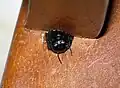 Xylocopa darwini, Femelle sortant de son nid dans une chaise en bois. Charles Darwin Foundation, Santa Cruz Island, Galapágos, Ecuador.