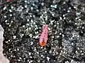 Larve, stade 1 ou 2 (Xylocoris cursitans)